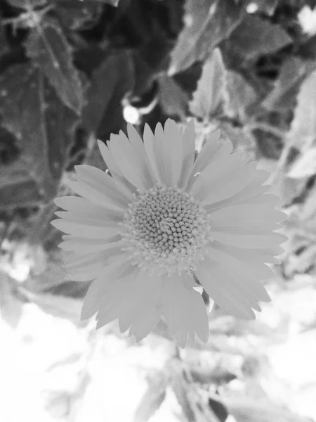 Bianco Nero Fiore Foglie Natura Sfondo — Foto Stock