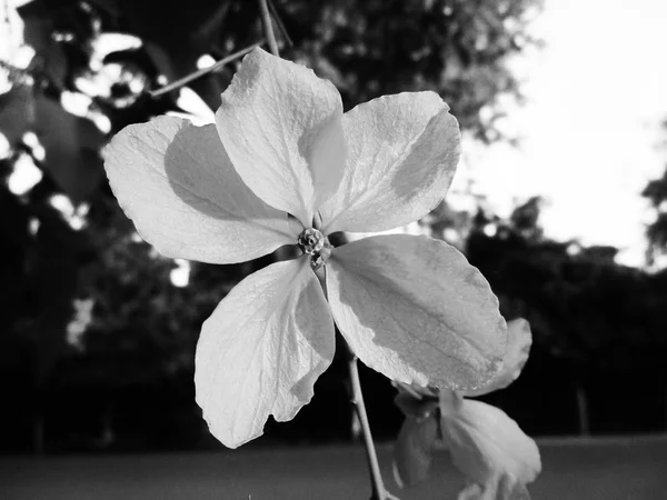 Чорно Біле Листя Квітки Природа Фону — стокове фото