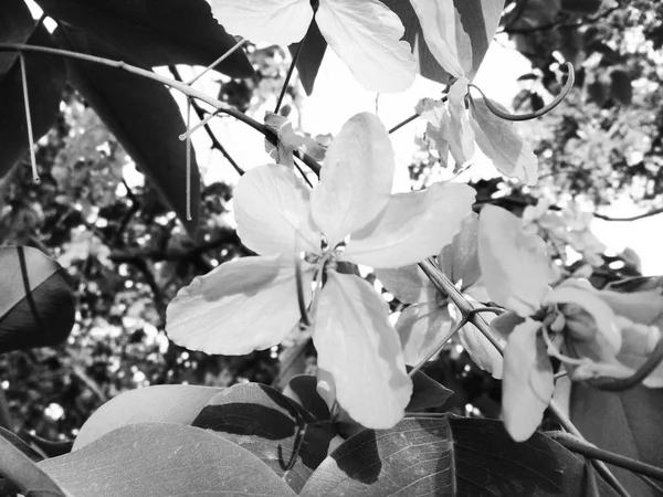 Hojas Flores Blancas Negras Fondo Naturaleza —  Fotos de Stock