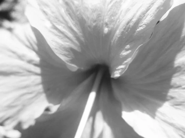 Feuilles Fleurs Noires Blanches Fond Naturel — Photo