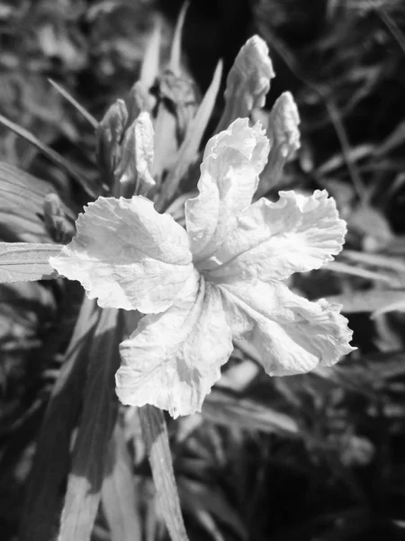 黒と白の花の葉 自然の背景 — ストック写真