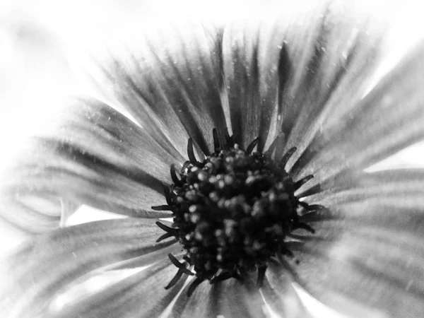 Hojas Flores Blancas Negras Fondo Naturaleza —  Fotos de Stock