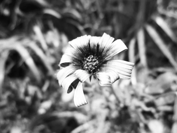 Svart Och Vit Blomma Löv Natur Bakgrund — Stockfoto