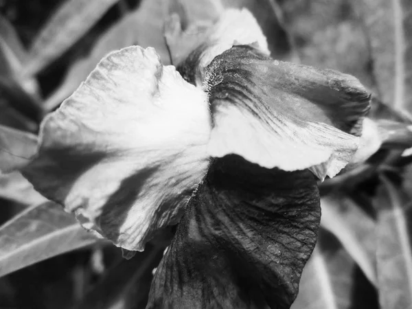 Černá Bílá Květina Ponechává Přírodní Pozadí — Stock fotografie