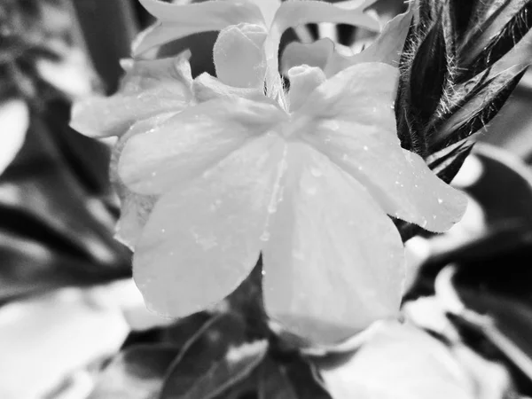 Bianco Nero Fiore Foglie Natura Sfondo — Foto Stock