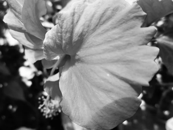 Zwart Wit Bloem Laat Natuur Achtergrond — Stockfoto