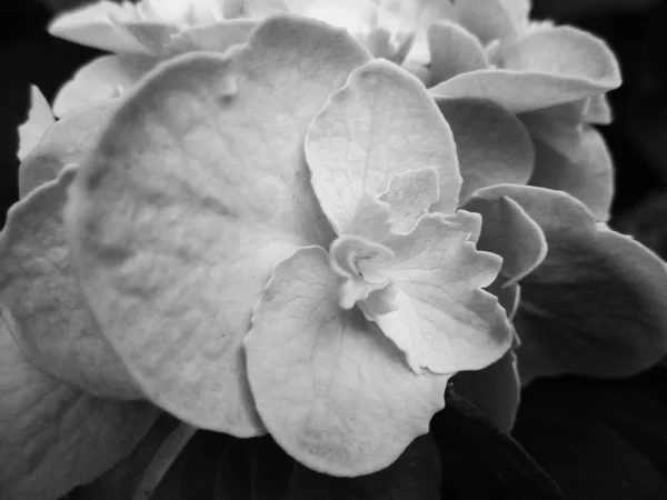 Hojas Flores Blancas Negras Fondo Naturaleza — Foto de Stock