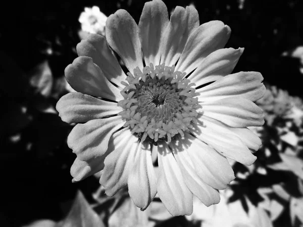 Μαύρο Και Άσπρο Λουλούδι Φύλλα Φύση Φόντο — Φωτογραφία Αρχείου