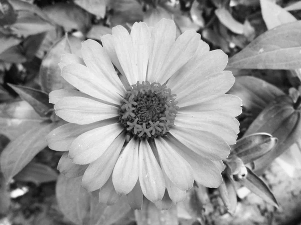 Hojas Flores Blancas Negras Fondo Naturaleza —  Fotos de Stock
