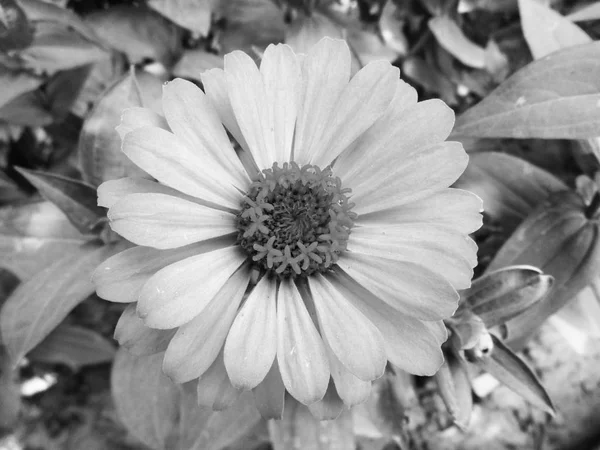 Feuilles Fleurs Noires Blanches Fond Naturel — Photo