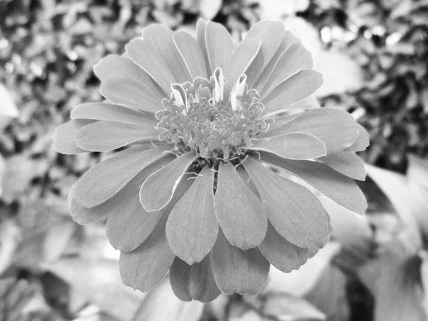 Black White Flower Leaves Nature Background — Stock Photo, Image