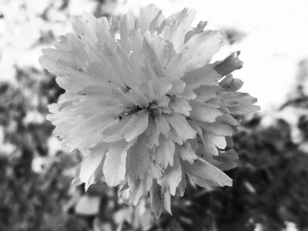 Feuilles Fleurs Noires Blanches Fond Naturel — Photo