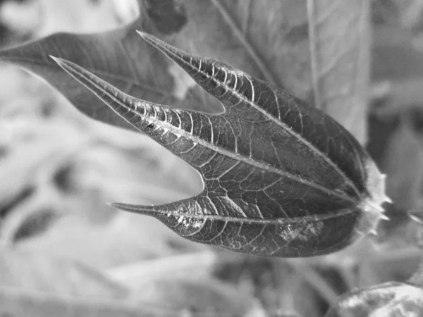 Zwart Wit Bloem Laat Natuur Achtergrond — Stockfoto