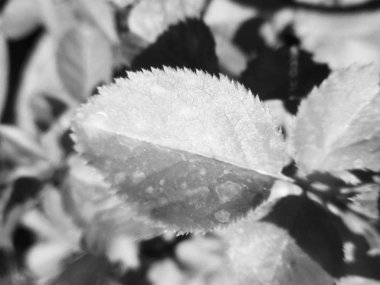 Doğa arka plan siyah ve beyaz çiçek yaprakları                               