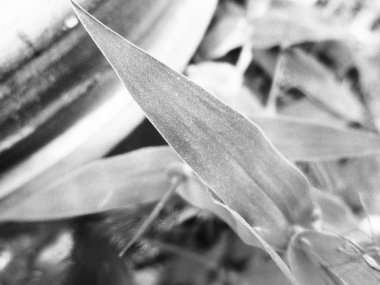 Doğa arka plan siyah ve beyaz çiçek yaprakları                               