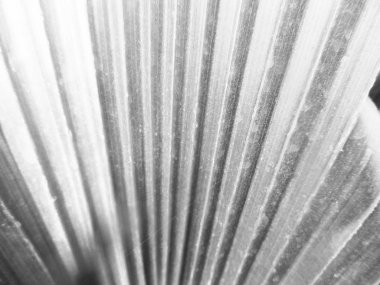 Doğa arka plan siyah ve beyaz çiçek yaprakları                               