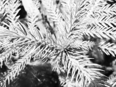 Doğa arka plan siyah ve beyaz çiçek yaprakları                               