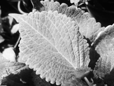 Doğa arka plan siyah ve beyaz çiçek yaprakları                               