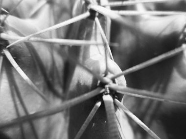 Doğa arka plan siyah ve beyaz çiçek yaprakları                               