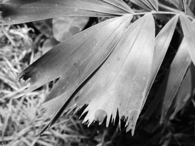 Doğa arka plan siyah ve beyaz çiçek yaprakları                               