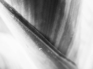 Doğa arka plan siyah ve beyaz çiçek yaprakları                               