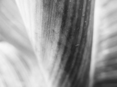 Doğa arka plan siyah ve beyaz çiçek yaprakları                               