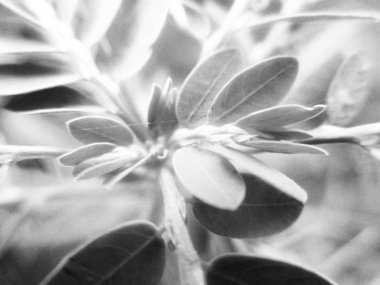 Doğa arka plan siyah ve beyaz çiçek yaprakları                               