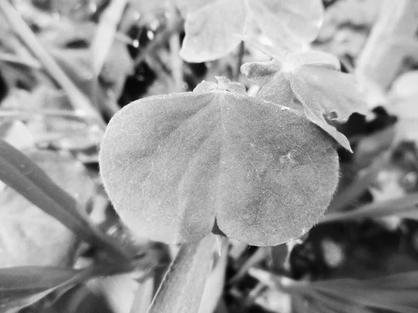 Black White Flower Leaves Nature Background — Stock Photo, Image