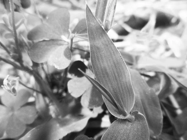 Folhas Flores Preto Branco Natureza Fundo — Fotografia de Stock