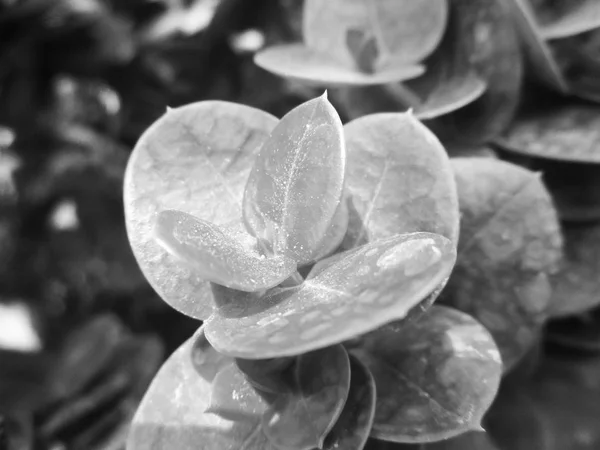 Schwarz Und Weiß Blume Blätter Natur Hintergrund — Stockfoto