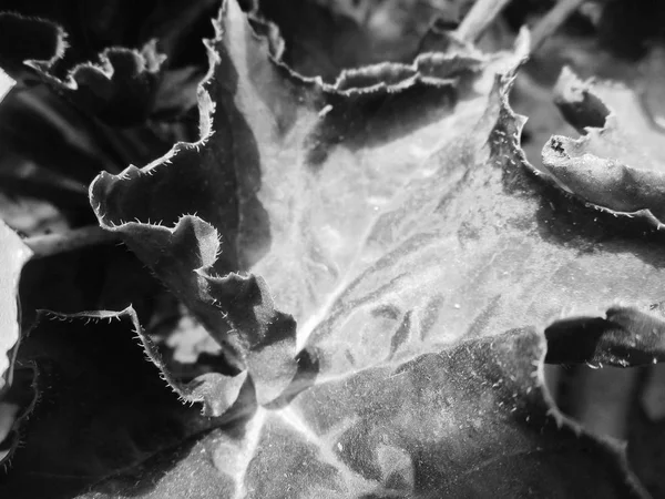 Zwart Wit Bloem Laat Natuur Achtergrond — Stockfoto