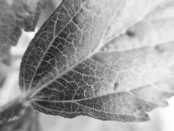 Hojas Flores Blancas Negras Fondo Naturaleza — Foto de Stock