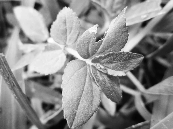 Zwart Wit Bloem Laat Natuur Achtergrond — Stockfoto