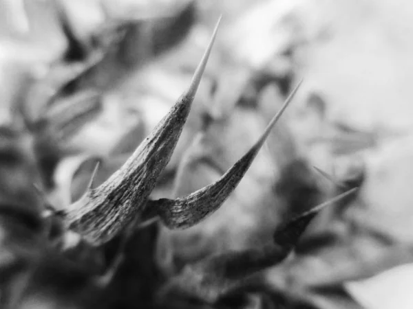 Bianco Nero Fiore Foglie Natura Sfondo — Foto Stock