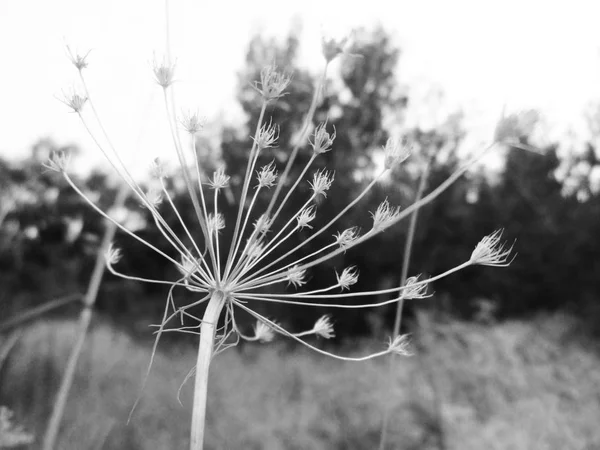 Folhas Flores Preto Branco Natureza Fundo — Fotografia de Stock