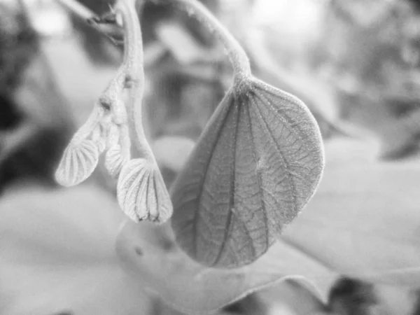 Folhas Flores Preto Branco Natureza Fundo — Fotografia de Stock