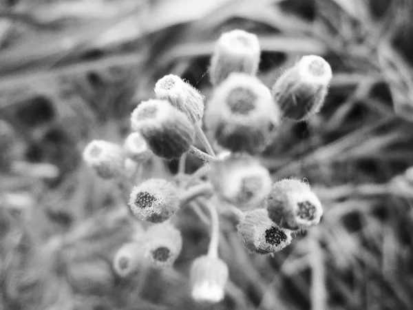 Folhas Flores Preto Branco Natureza Fundo — Fotografia de Stock