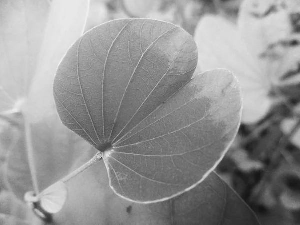 Svart Och Vit Blomma Löv Natur Bakgrund — Stockfoto