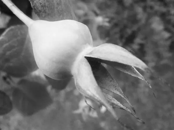 Folhas Flores Preto Branco Natureza Fundo — Fotografia de Stock