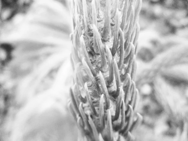 Black White Flower Leaves Nature Background — Stock Photo, Image