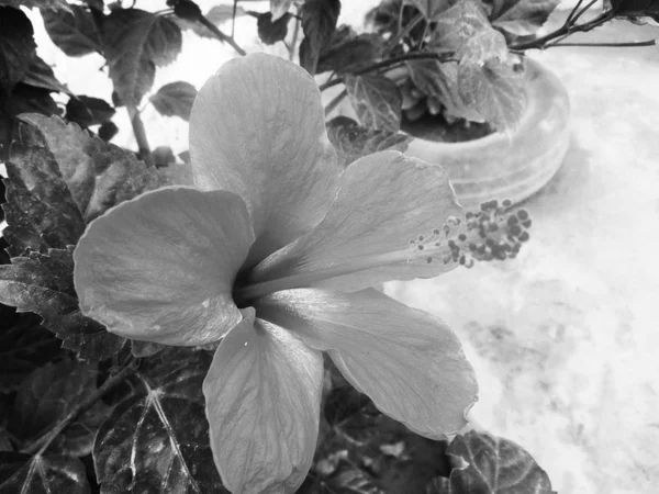 黒と白の花の葉 自然の背景 — ストック写真