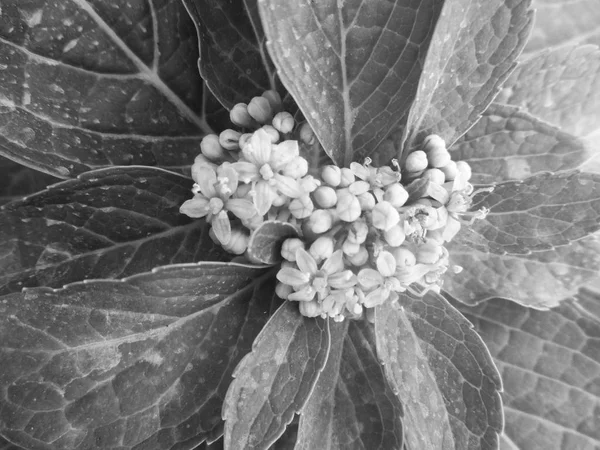 Bianco Nero Fiore Foglie Natura Sfondo — Foto Stock