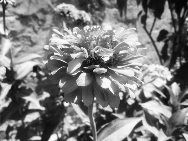 ดอกไม าและส ขาวท นหล งธรรมชาต — ภาพถ่ายสต็อก