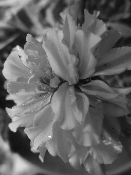 黒と白の花の葉 自然の背景 — ストック写真