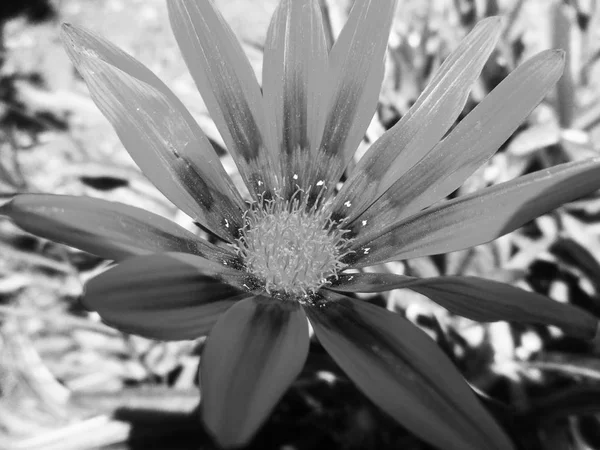 黑和白色花叶自然背景 — 图库照片