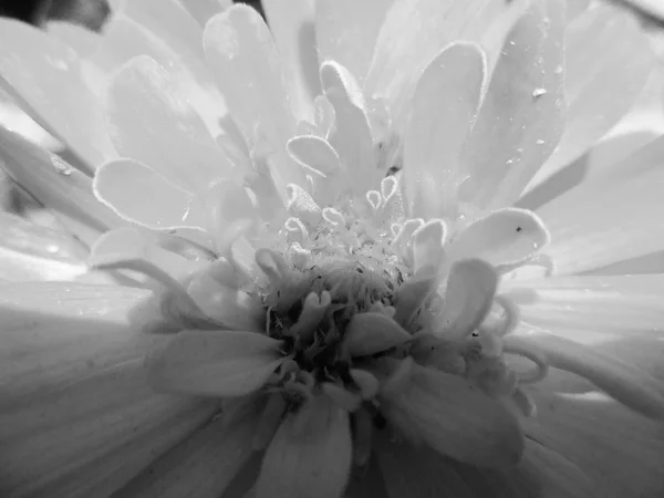 Feuilles Fleurs Noires Blanches Fond Naturel — Photo