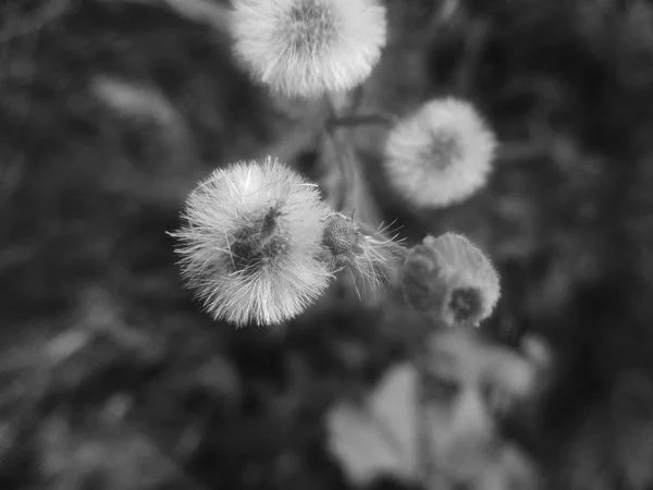 Feuilles Fleurs Noires Blanches Fond Naturel — Photo