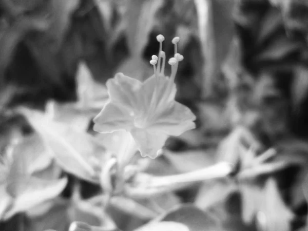 Bianco Nero Fiore Foglie Natura Sfondo — Foto Stock