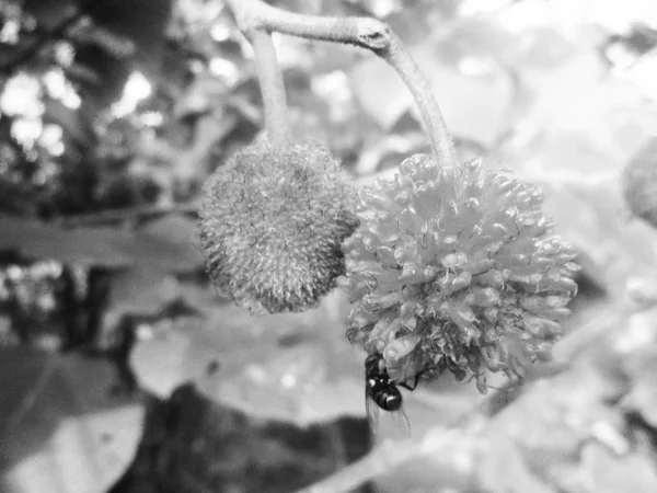 Black White Flower Leaves Nature Background — Stock Photo, Image