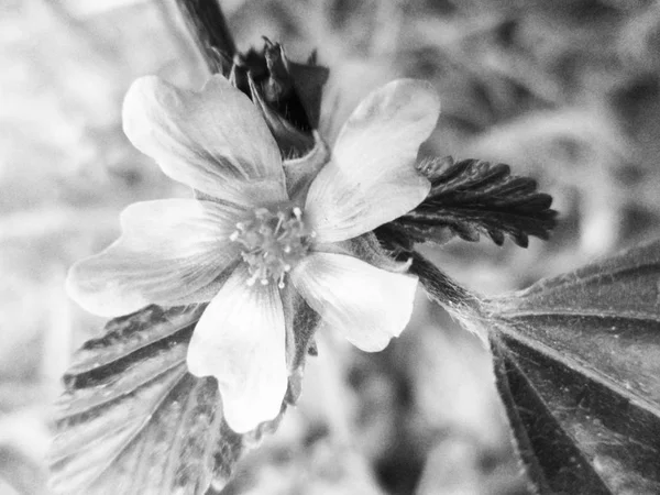 Μαύρο Και Άσπρο Λουλούδι Φύλλα Φύση Φόντο — Φωτογραφία Αρχείου